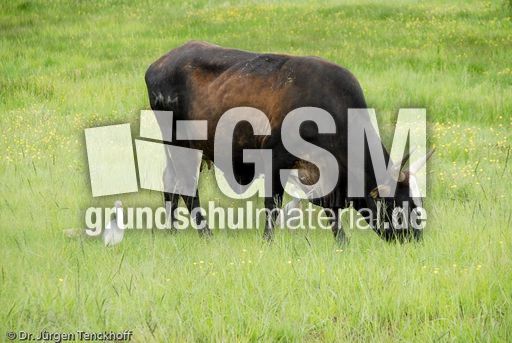 Hausrind (57 von 174).jpg